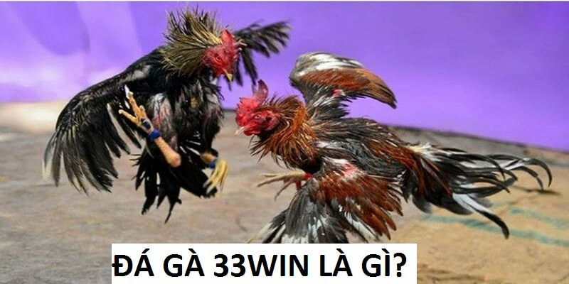 Đá Gà 33Win chất lượng